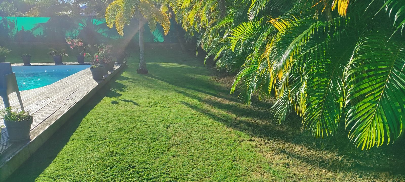 Pelouse tondue le long d’une piscine, bordée de palmiers