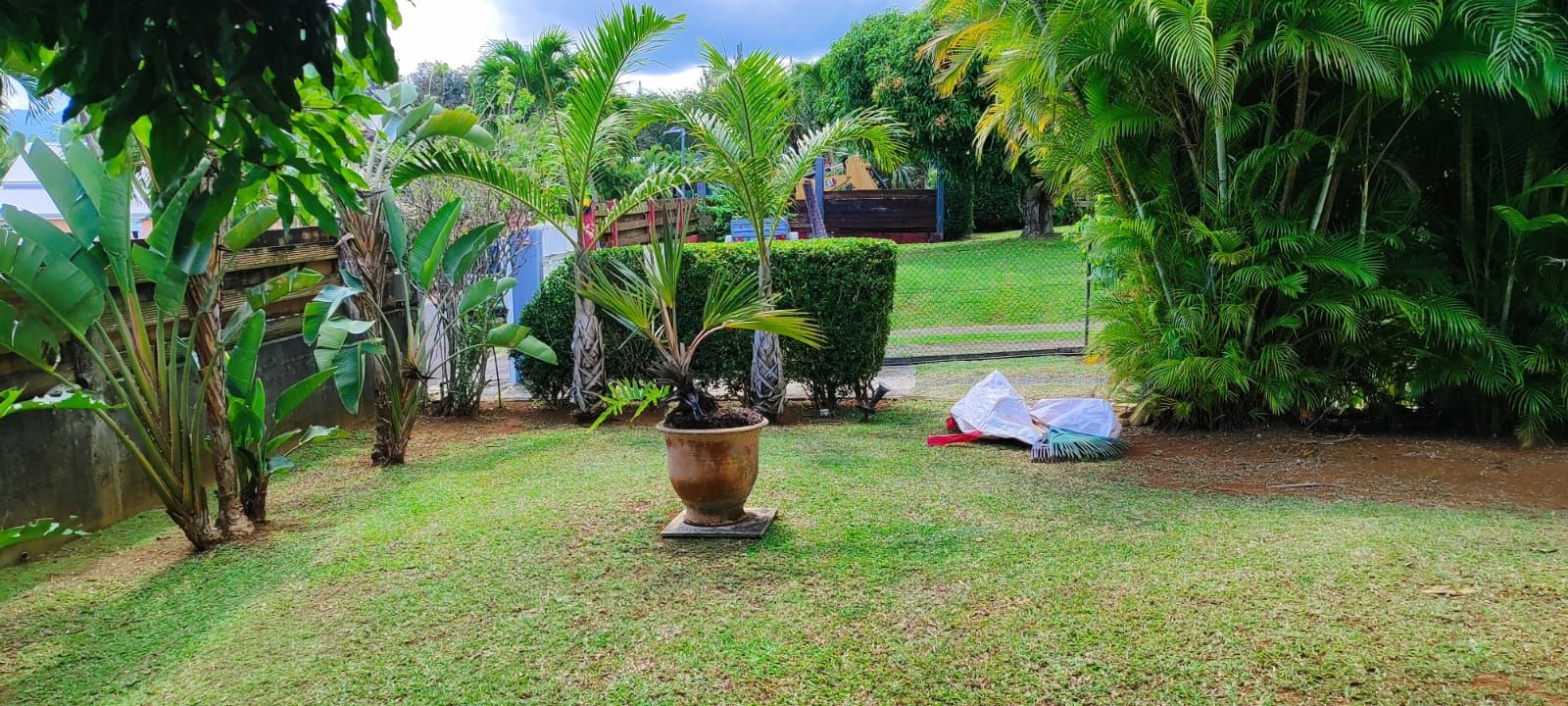 Jardin entretenu autour d’un palmier en pot