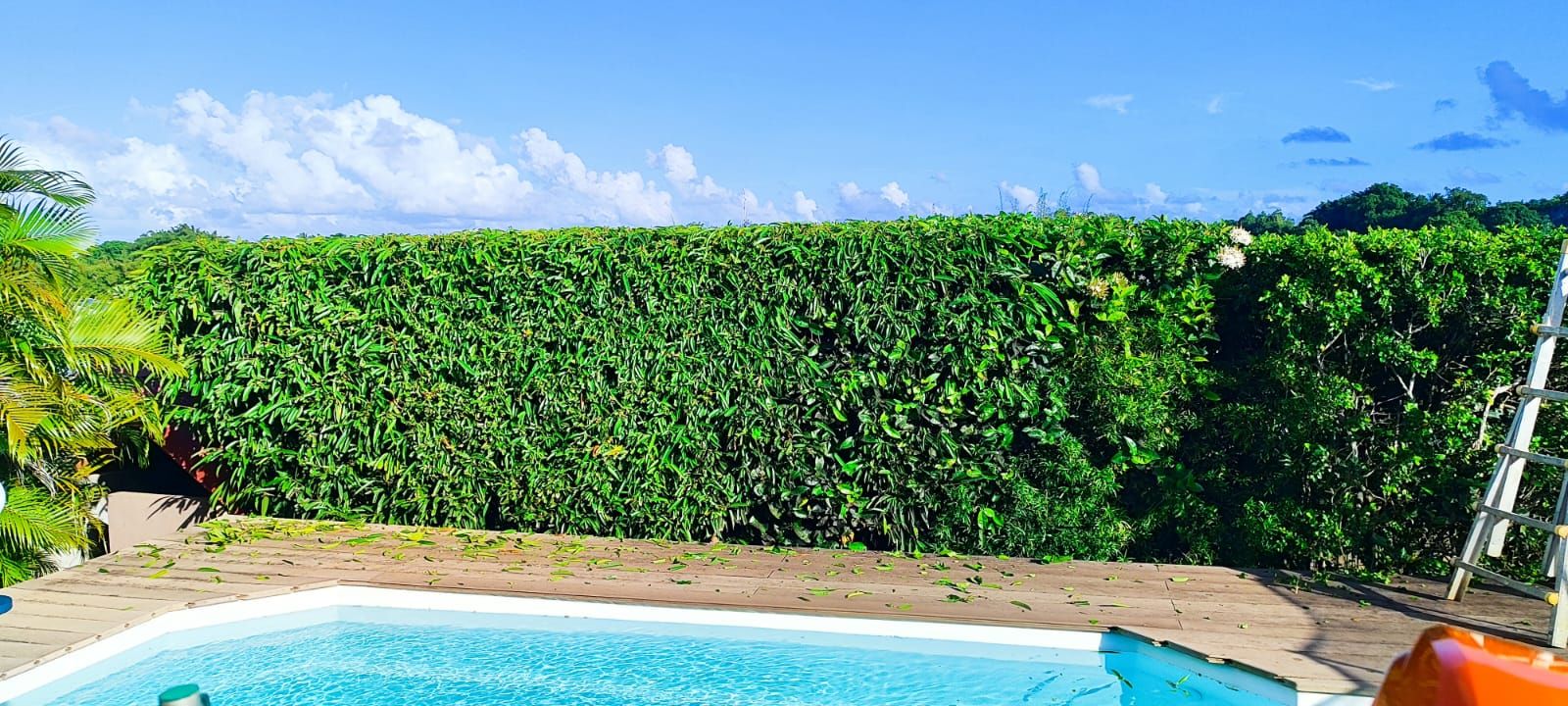Haie taillée à hauteur au-dessus d’une piscine
