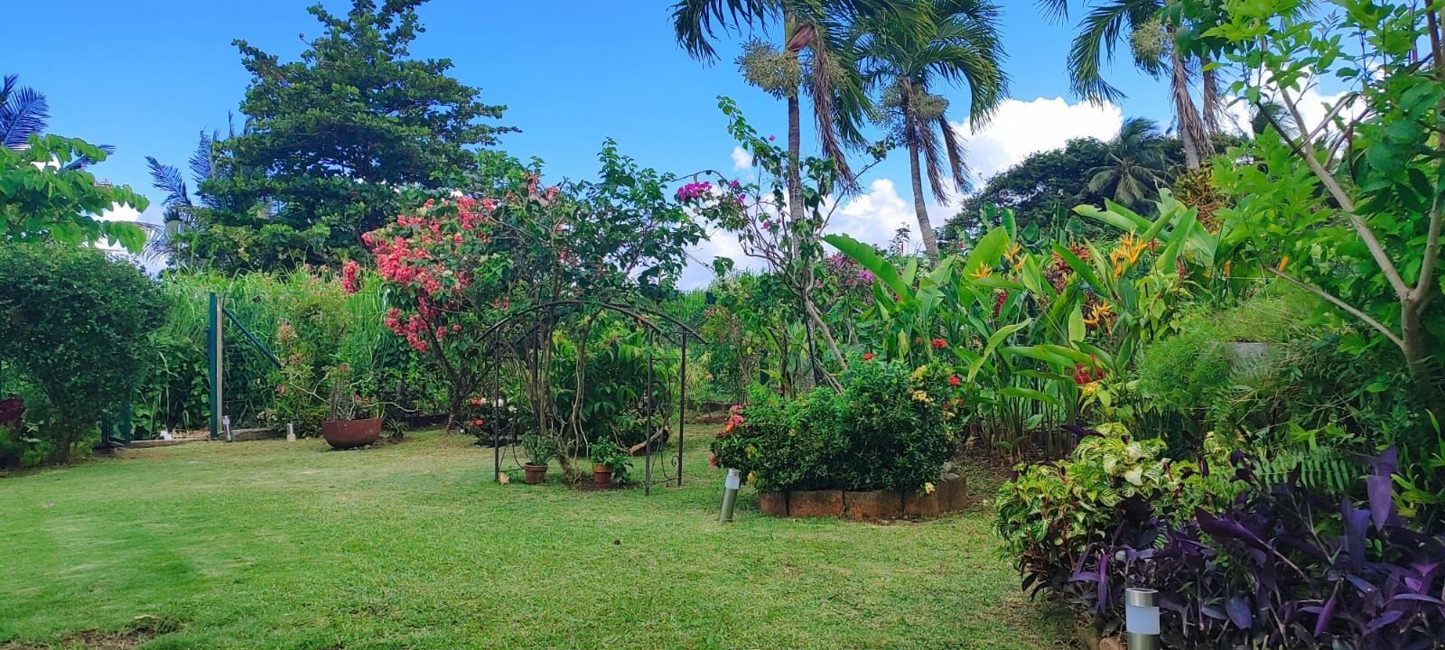 Jardin fleuri de bougainvilliers et balisiers